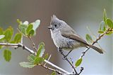 Oak Titmouse